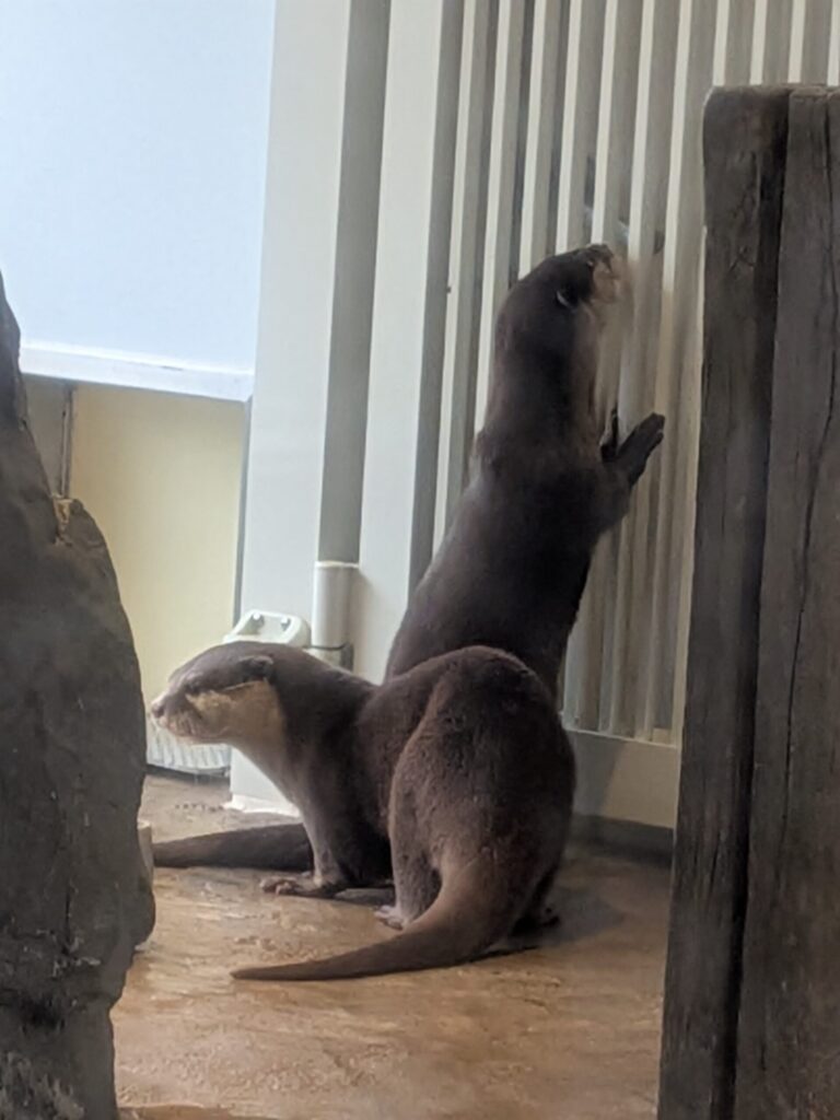 動物園・水族館デートで差がつく!?②ざっくり掴もう!カワウソってどんな動物?「カワウソ亜科」の全体像に迫る!