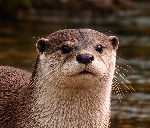 動物園・水族館デートで差がつく！？　　　　　　②ざっくり掴もう！カワウソってどんな動物？　「カワウソ亜科」の全体像に迫る！